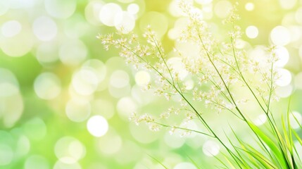 Fototapeta premium Serene Organic Background with Soft Light Ambiance