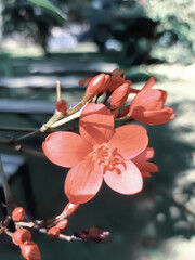 red peregrine flowers bloom beautifully in the garden