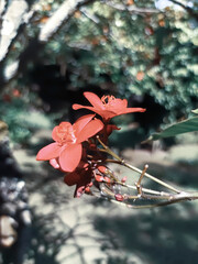 red peregrine flowers bloom beautifully in the garden