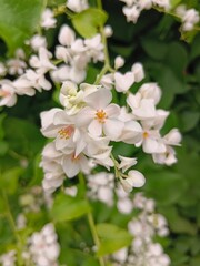 Coral vine, small white flowers with yellow - orange stamens, bright green leaves.