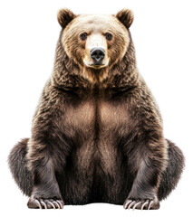 PNG A bear animal photography wildlife.