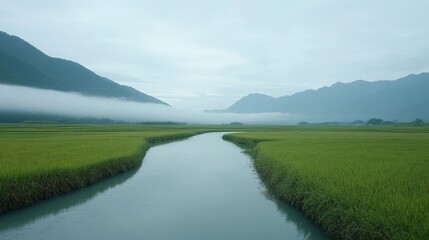 Obraz premium Serene River Valley Landscape - Tranquil river meandering through lush green rice paddies, nestled between mist-shrouded mountains. Peaceful nature scene