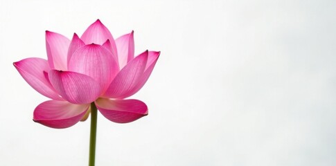White background, vibrant pink lotus, delicate heart detail, plant, lotus, delicate