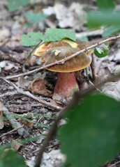 red chanterelles grow from the ground and are more visible between green leaves