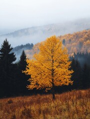 Fototapeta premium Golden tree in misty forest