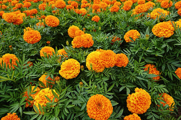 Marigold clusters highlight cultural festivity, festivity binding communities in bright seasonal spirit, festivity weaving floral traditions into heartfelt celebration of nature's bounty