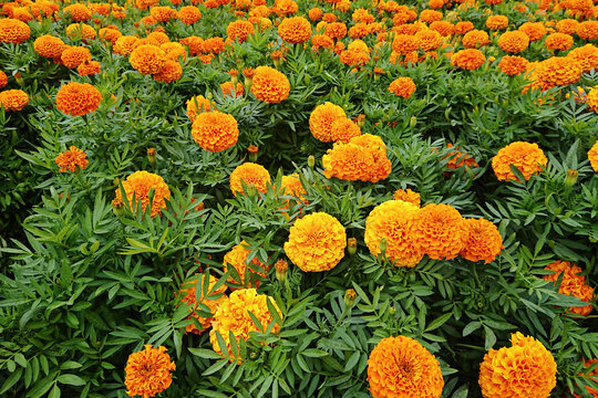 Orange blooms stand at forefront of harvest celebration, celebration embodying unity around autumnal heritage, celebration marking fresh synergy between radiant marigolds and shared traditions