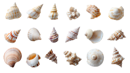 Seashell Symphony: An artistic arrangement of various seashells of different shapes, sizes and hues, creating a visually captivating display, inviting you to imagine the rhythm of the sea