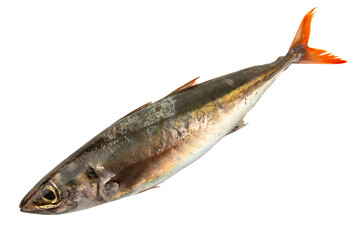fish on white background