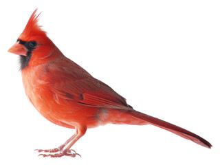 PNG Vibrant red cardinal bird