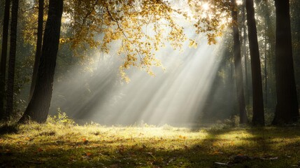 Obraz premium Sunbeams in Autumn Forest - Magical sun rays pierce through the autumn trees in a misty forest. Tranquil nature scene