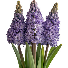 Fototapeta premium Hyacinth Flower illustration, Beautiful Hyacinthus image, Hyacinth Plant isolated 