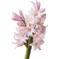 Fototapeta premium Hyacinth Flower illustration, Beautiful Hyacinthus image, Hyacinth Plant isolated 