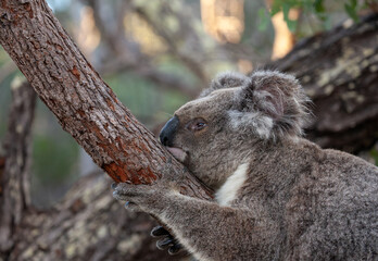 Alter männlicher Koala klammert sich am Baum.