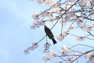満開の桜の木にとまるヒヨドリ