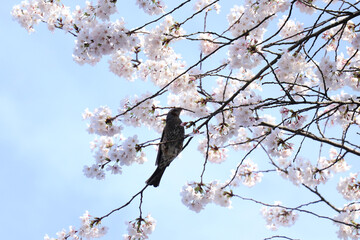 満開の桜の木にとまるヒヨドリ