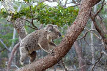 Alter männlicher Koala klettert den Baum hinauf.