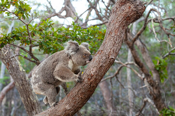 Alter männlicher Koala klettert den Baum hinauf.