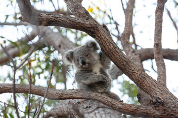 süsses Koala Jungtier schaut vom Baum herunter.
