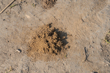 Image shows a close-up of disturbed soil or mud with organic matterseeds, in an outdoor setting, possibly early morning or late afternoon No landmarks, texts, or distinguishing marks Realistic sty