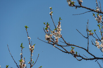 Close-up image of a flowering tree branch with pink or pale purple blooms, taken on a clear day with ample sunlight