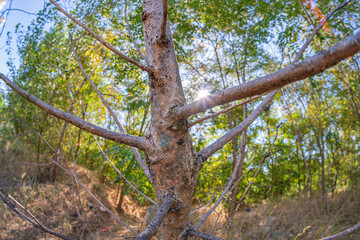 Close-up view of a weathered tree trunk with extending branches, dappled sunlight filtering through canopy, and natural background
