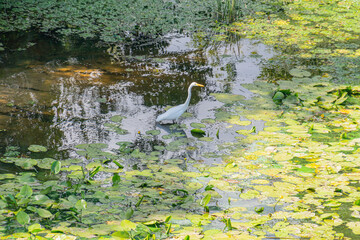 A heron standing in a tranquil, lily pad-filled pond or small lake