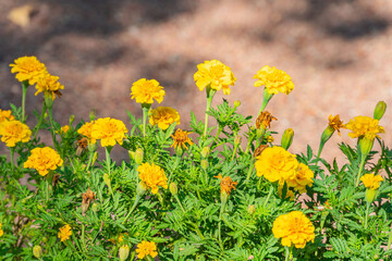 Obraz premium Close-up view of vibrant yellow daisy-like flowers with green leaves, showcasing their round heads made up of numerous small blossoms Taken outdoors during daylight, with a focus on details and text
