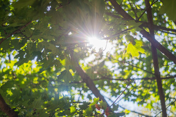 Obraz premium A photograph of an upward shot towards a sunlit canopy of trees