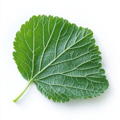 Fresh Green Leaf with Visible Veins on White Background