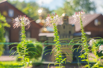 Close-up of two garden flowers with various stages of bud growth, healthy leaves, and artistic depth of field on a bright day