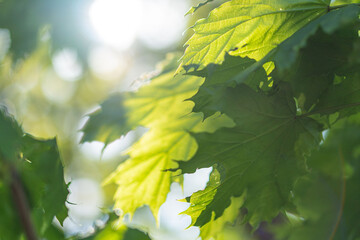 Blurred close-up image of plants or leaves, possibly taken in nature, with a filtering sunlight effect