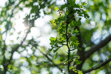 Close-up shot of wet, leafy branches with overlapping green leaves on twigs, sunny outdoor backdrop, macro photography style