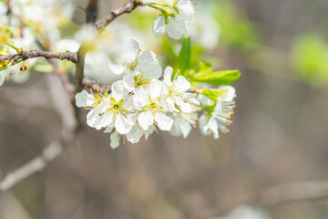 Fototapeta premium Close-up view of blooming cherry blossoms with varying stages, softly blurred background enhancing focus