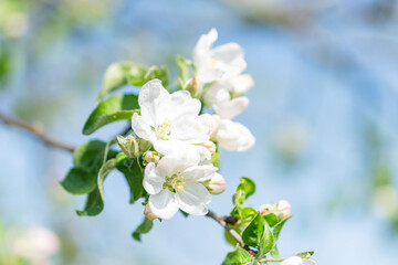 Close-up of white apple blossoms with greenish hues, arranged in clusters against a soft-focused natural outdoor background The image leans towards macro photography