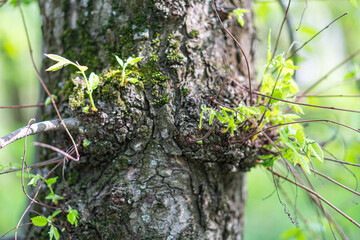 Image depicts a close-up view of an old, mossy tree trunk with fallen branch remnants and surrounding foliage