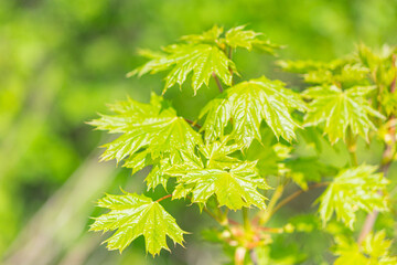 Close-up image of serrated green leaves densely packed on a stem or branch, under diffuse lighting conditions with blurred background