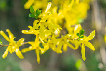 A close-up image of bright, slightly curved yellow flowers with a blurred background, emphasizing texture and color