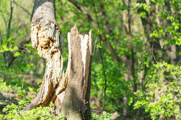 Image depicts a natural scene focused on a sawn tree stump, with surrounding green foliage and a blurred forested background Daytime lighting suggests sunlight filtering through the canopy The comp