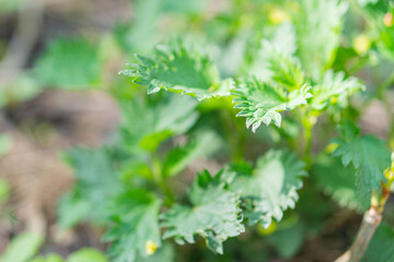 Image of close-up healthy plants with serrated leaves, possibly in a garden or cultivated area,...
