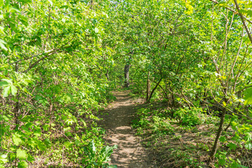 A lush, green path leading into the distance, with sunlight filtering through foliage above The image has a sense of depth and no visible sky