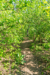 A tranquil, natural scene featuring a dirt path through lush green foliage in a forest or wooded area Sunlight filters through the canopy