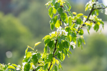 Close-up of a freshly blooming apple tree, with detailed white flowers and surrounding green leaves in an outdoor setting