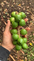 hand holding a bunch of green apples