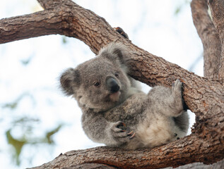 Fototapeta premium süsses Koala Jungtier auf dem Baum.