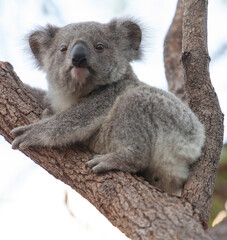 süsses Koala Jungtier schaut vom Baum herunter.