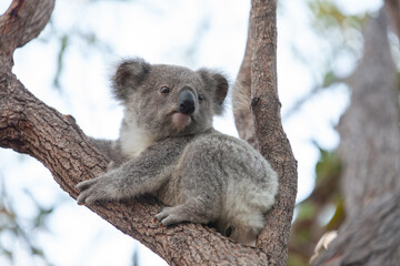 süsses Koala Jungtier auf dem Baum.