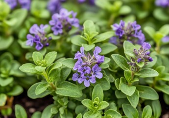 Vibrant Purple Flowers Amidst Lush Green Foliage in Garden Setting