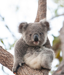 süsses Koala Jungtier auf dem Baum.
