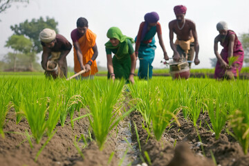 Farmers working in a rice paddy field, manually sowing rice seedlings in wet soil, showcasing traditional Indian farming methods